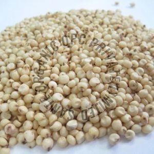 Sorghum Seeds