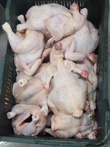 Broiler Chicken Meat