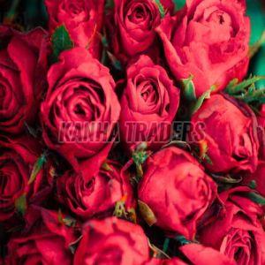 Fresh Red Rose
