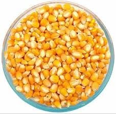 Corn Dried Distiller Grain