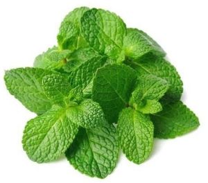 Fresh Aromatic Mint Leaves