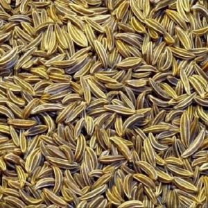 Fresh Cumin Seeds
