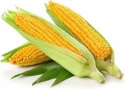 Golden Sweet Corn
