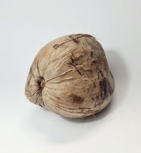 Whole Brown Coconut
