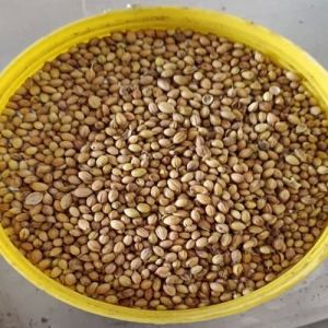 A Grade Coriander Seeds