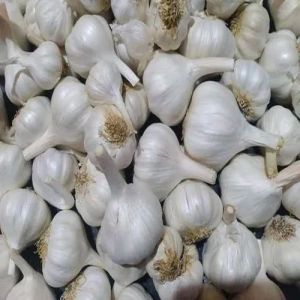 Fresh Organic Garlic