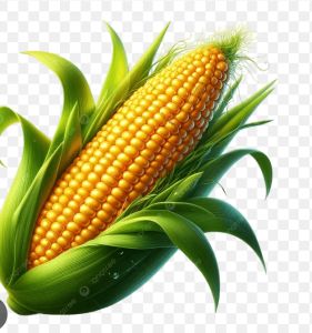Sweet Corns