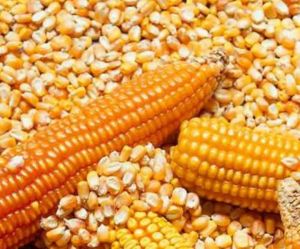 Yellow Maize