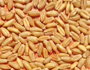 A Grade Wheat Grain