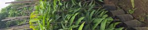 3 4 5 Feet Kesar Mango Plant