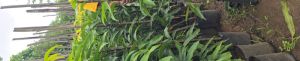 3 4 5 Feet Kesar Mango Plant