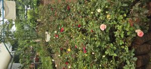 English Gulab