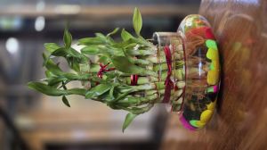 Lucky Bamboo Plant