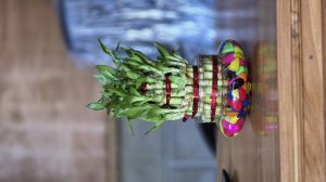 Lucky Bamboo Plant