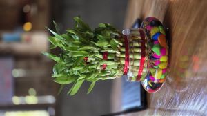 Lucky Bamboo Plant