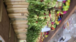 Lucky Bamboo Plant
