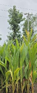 Bona Coconut Plant