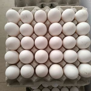 White Chicken Eggs