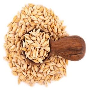 Clean Barley Grain