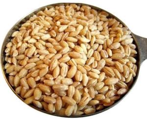 Premium Wheat Grain