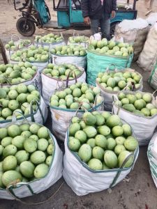 Fresh Brinjal