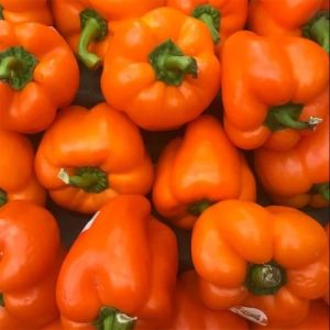 Fresh Orange Capsicum