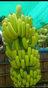 A Grade Green Banana