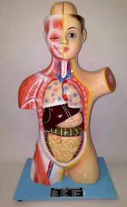 Human Torso Model