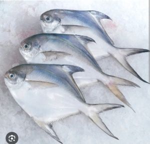 Fresh Pomfret Fish
