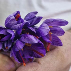 Kashmiri Mongra Saffron