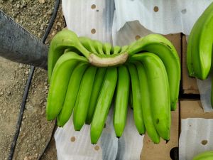 A Grade G9​ Cavendish Banana