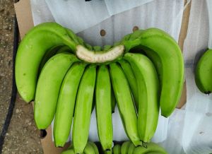 Fresh G9​ Cavendish Banana