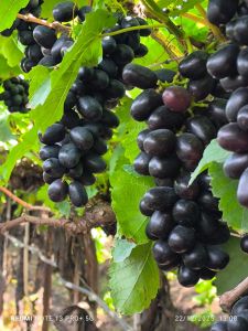 Fresh Sable Black Grapes
