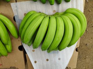 A Grade G9​ Cavendish Banana