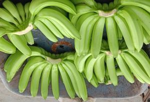 A Grade G9​ Cavendish Banana