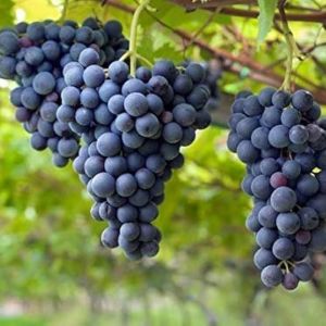 Seedless Black Grapes