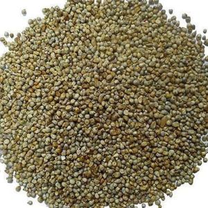 A Grade Millet Seeds