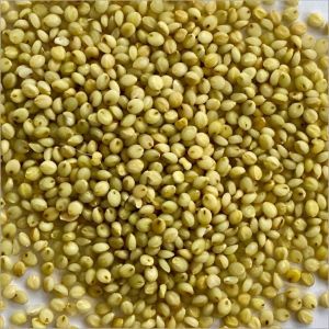 Browntop Millet Seeds