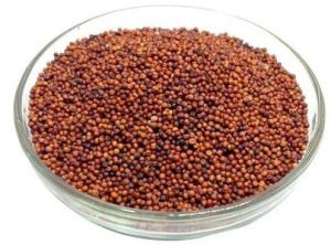 Finger Millet Seeds