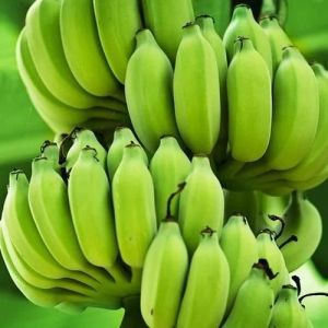 Fresh Green Banana