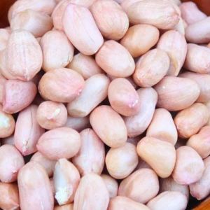 Bold Groundnut Seeds