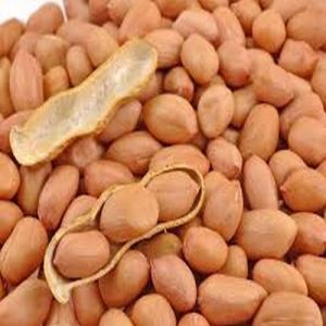 Java Groundnut Seeds