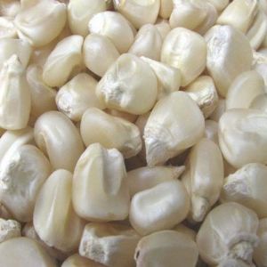 White Maize Seeds