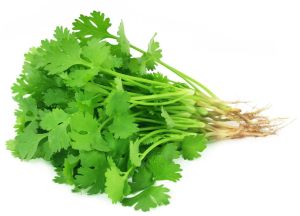 Fresh Coriander Leaves