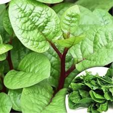 Fresh Malabar Spinach