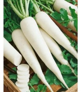 Fresh White Radish