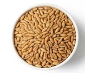Whole Wheat Grains
