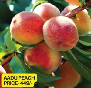 Aadu Peach Fruit Plant