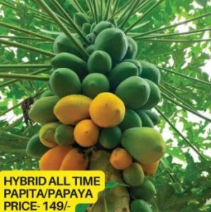 All Time Hybrid Papaya Plant