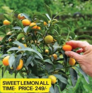 All Time Sweet Lemon Plant